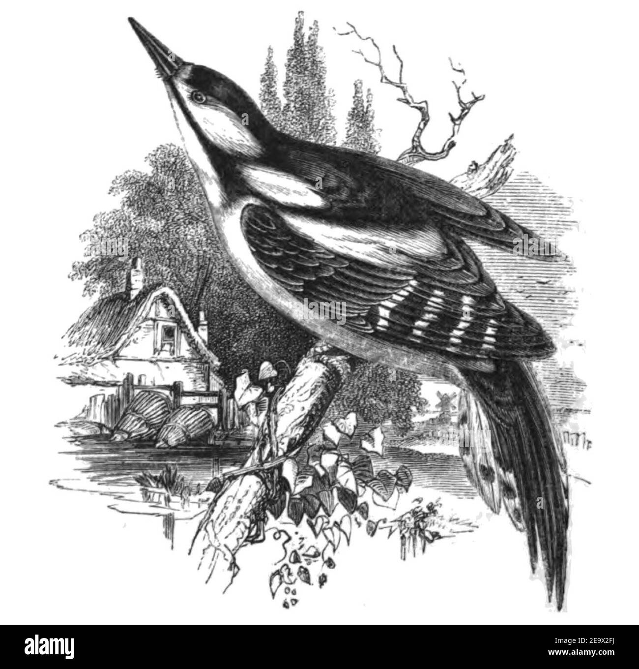 Natural History, Birds - Spotted Woodpecker. Stock Photo