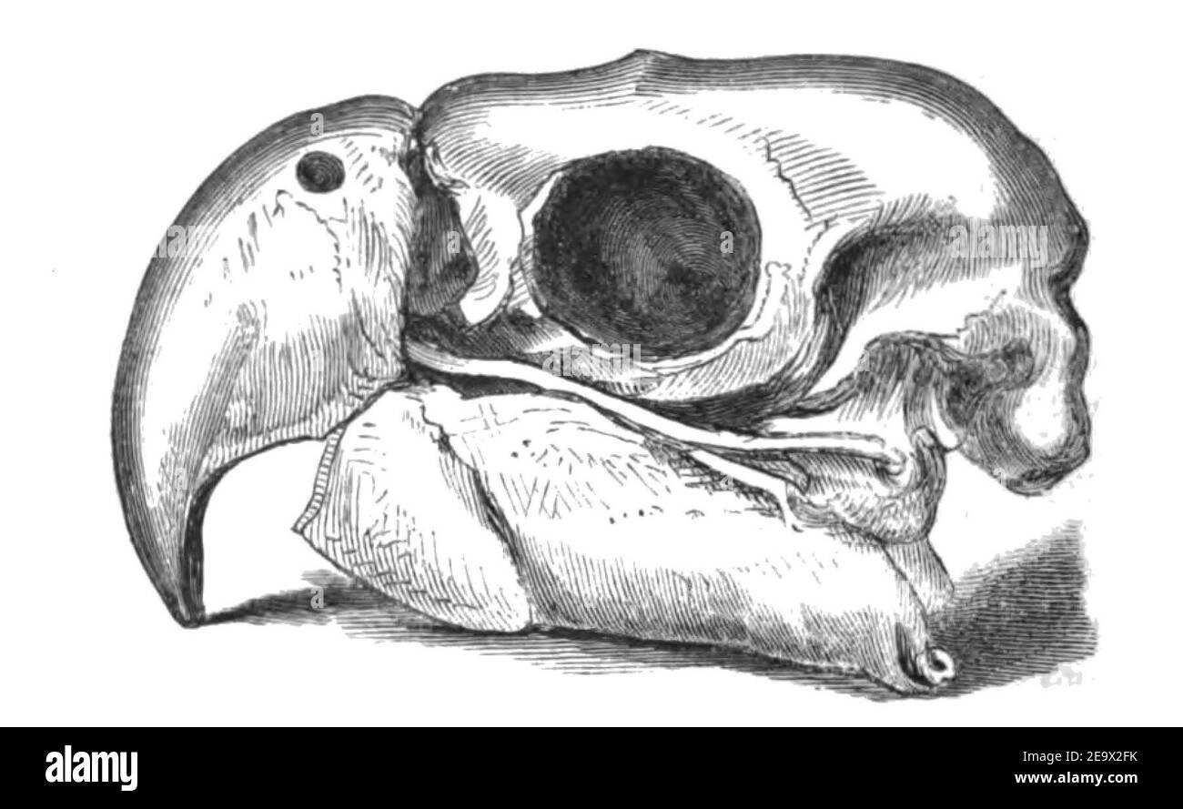 Natural History, Birds - Macaw skull. Stock Photo