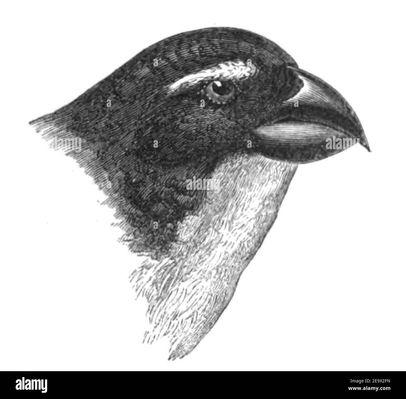 Natural History, Birds - Pyrrhula head. Stock Photo