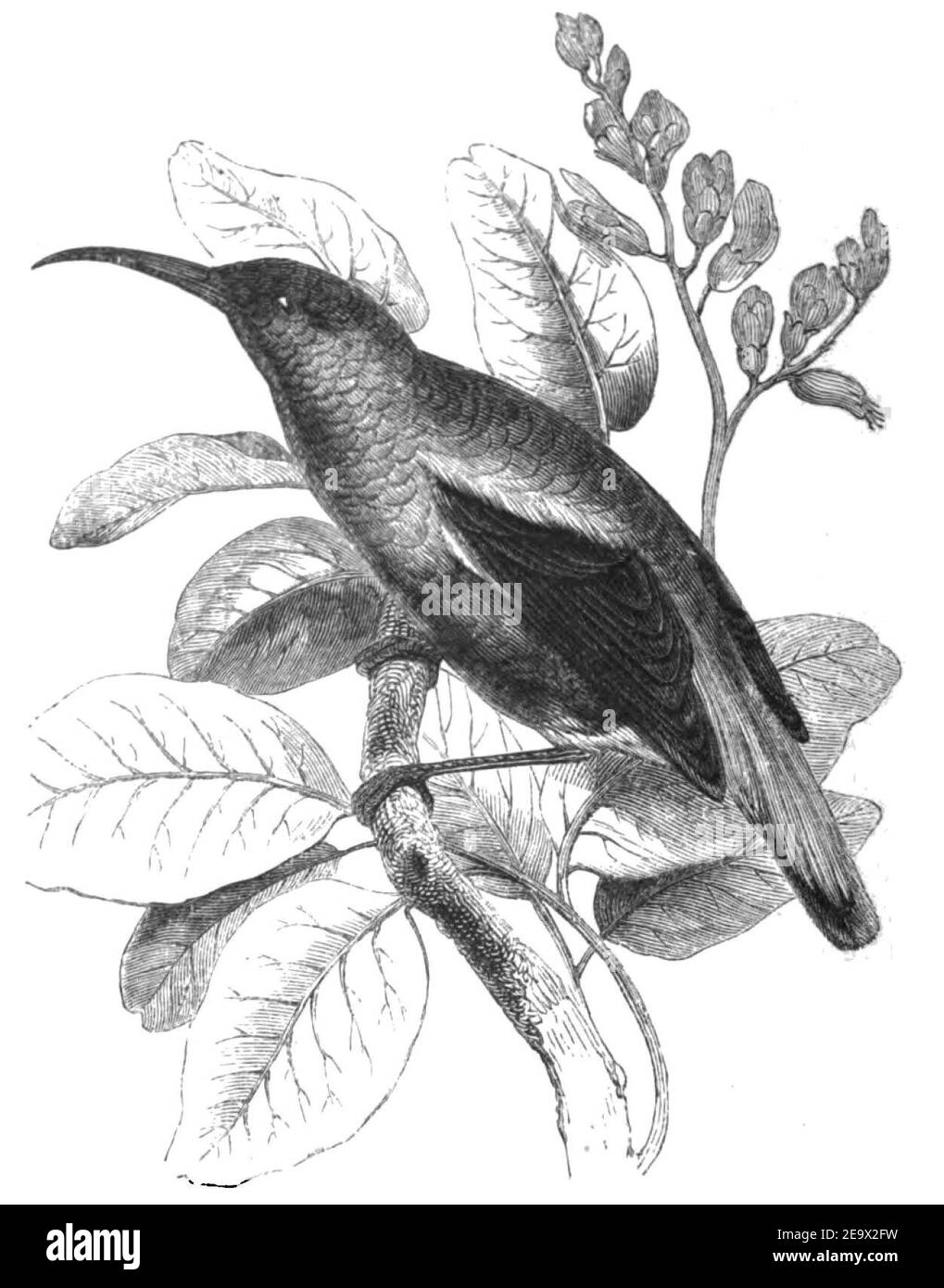 Natural History, Birds - Splendid Sunbird. Stock Photo