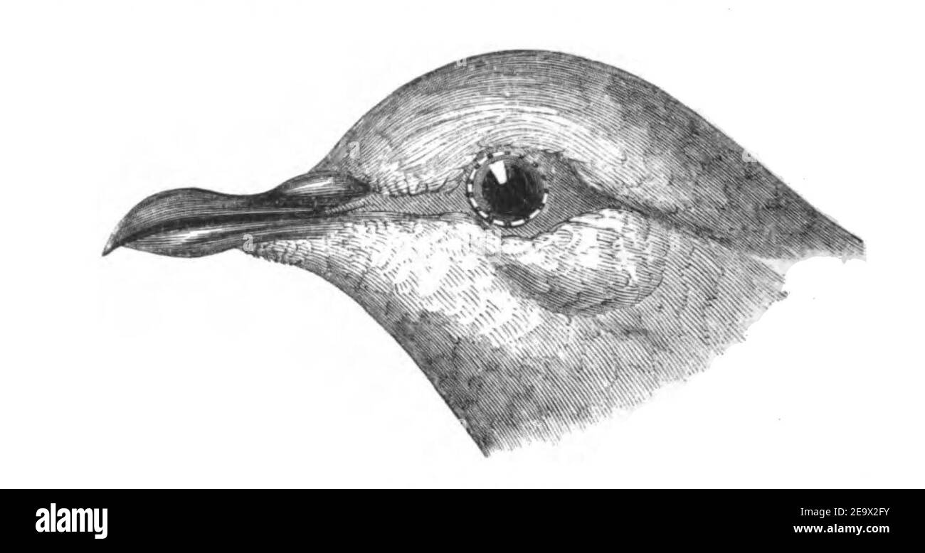 Natural History, Birds - Pigeon head. Stock Photo