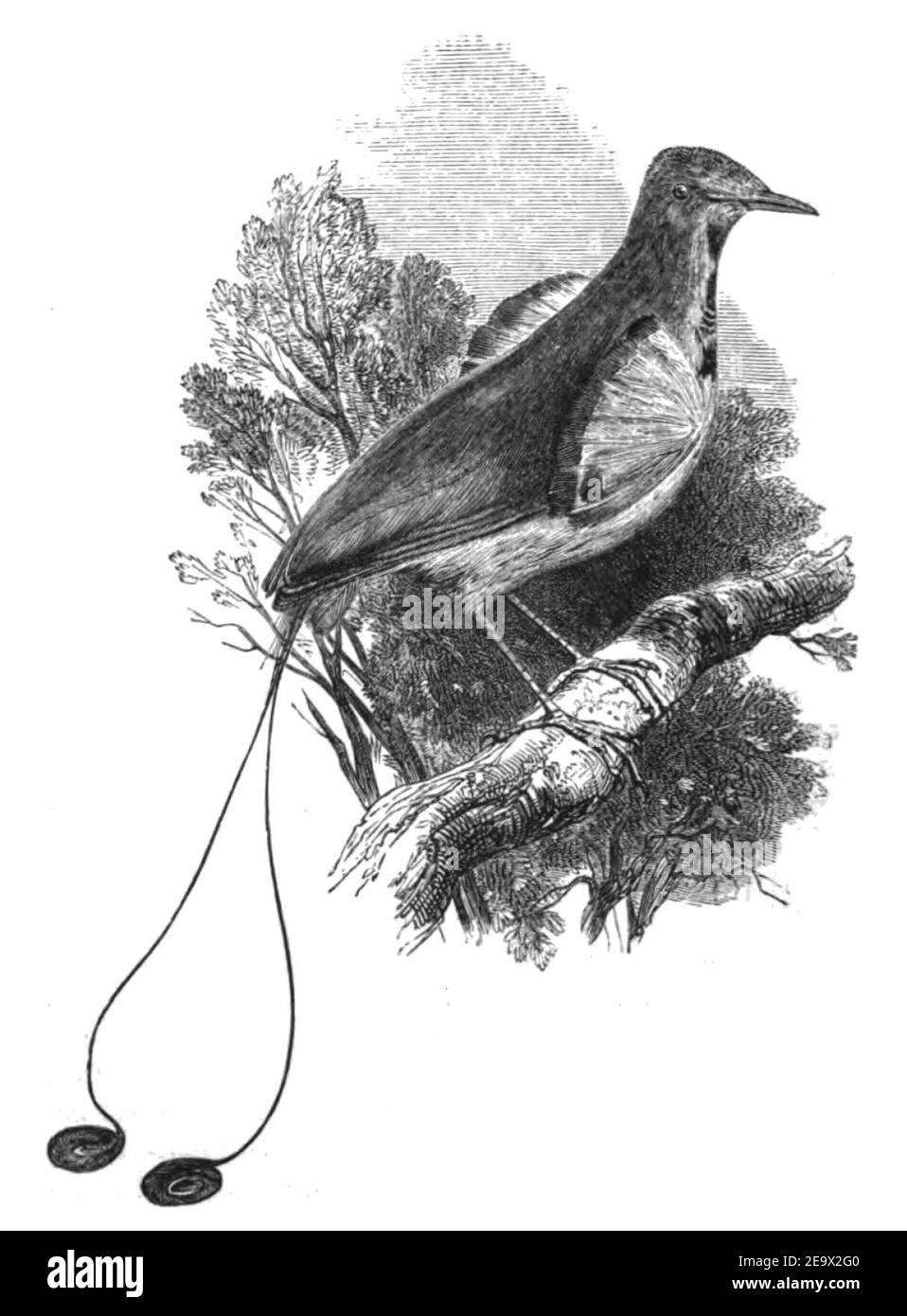 Natural History, Birds - Manucode. Stock Photo