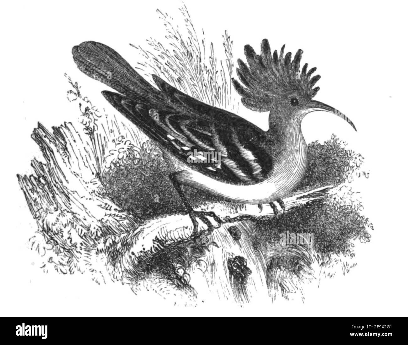Natural History, Birds - Hoopoe. Stock Photo