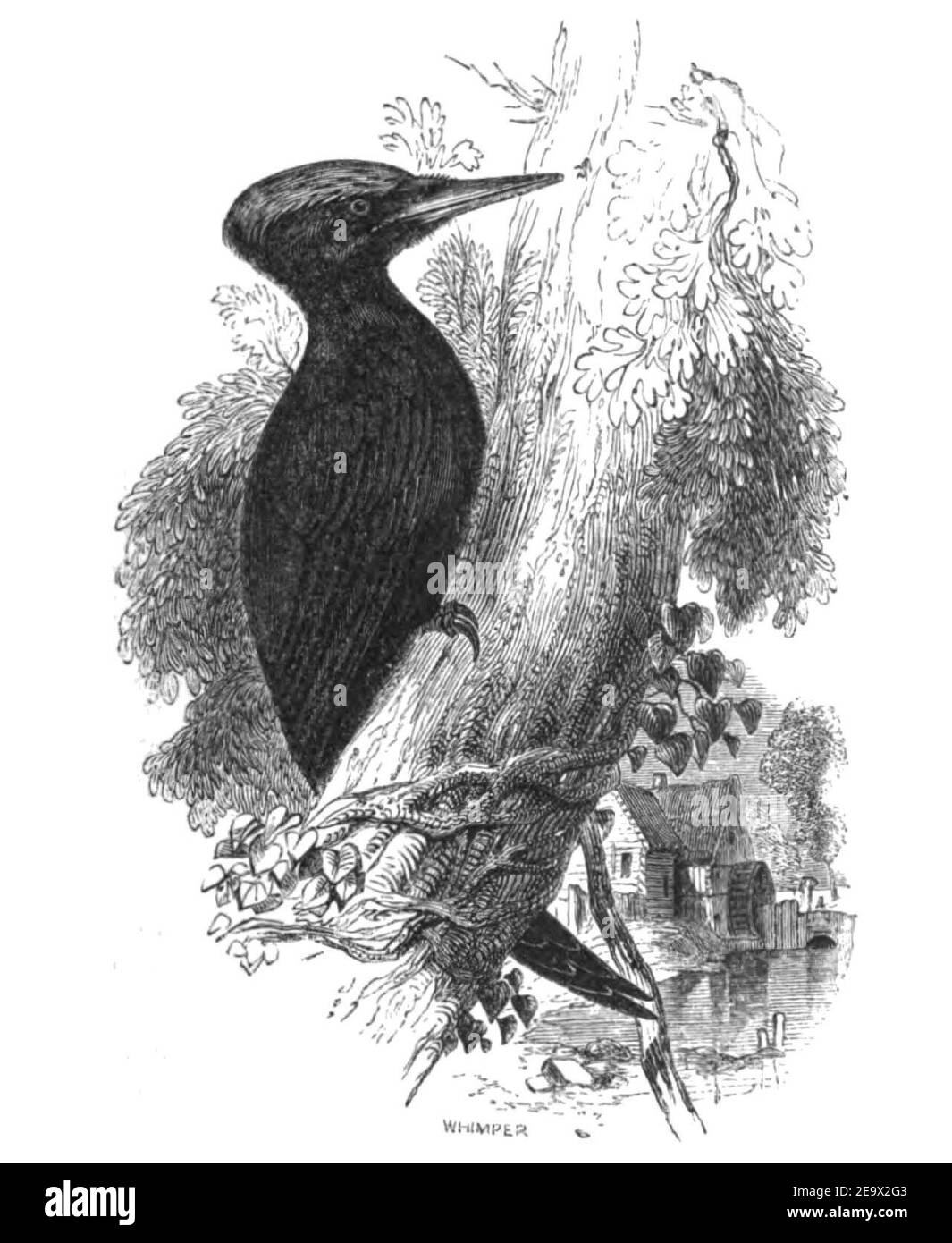 Natural History, Birds - Woodpecker. Stock Photo