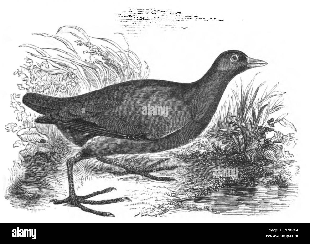 Natural History, Birds - Moor-hen. Stock Photo