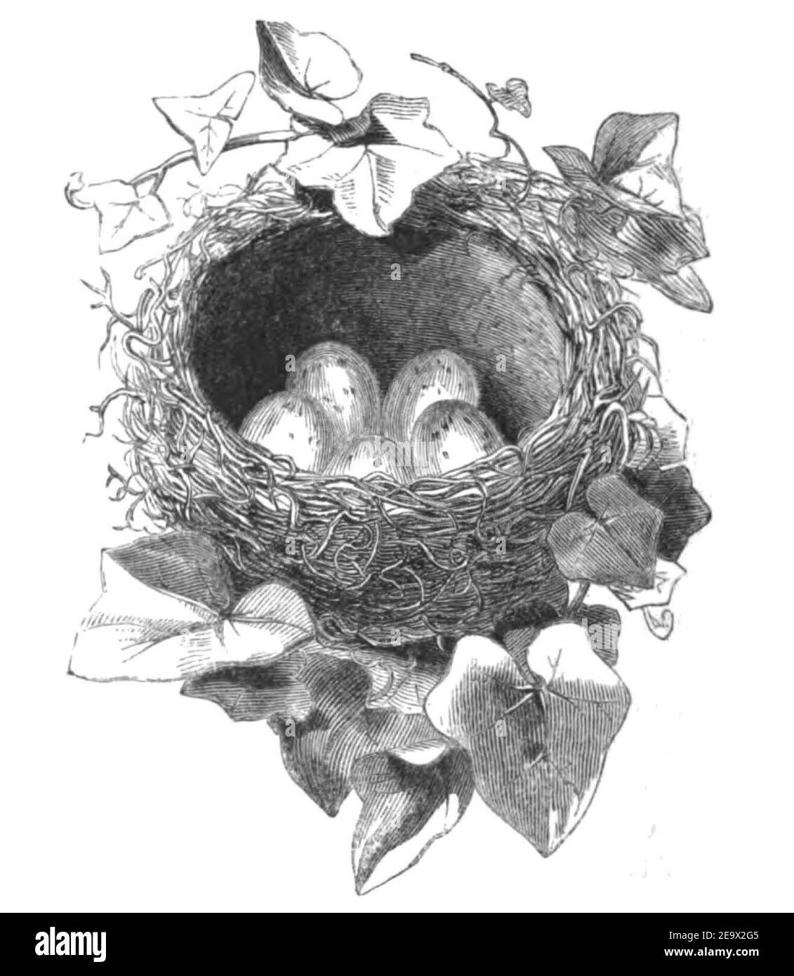 Natural History, Birds - Thrush nest. Stock Photo