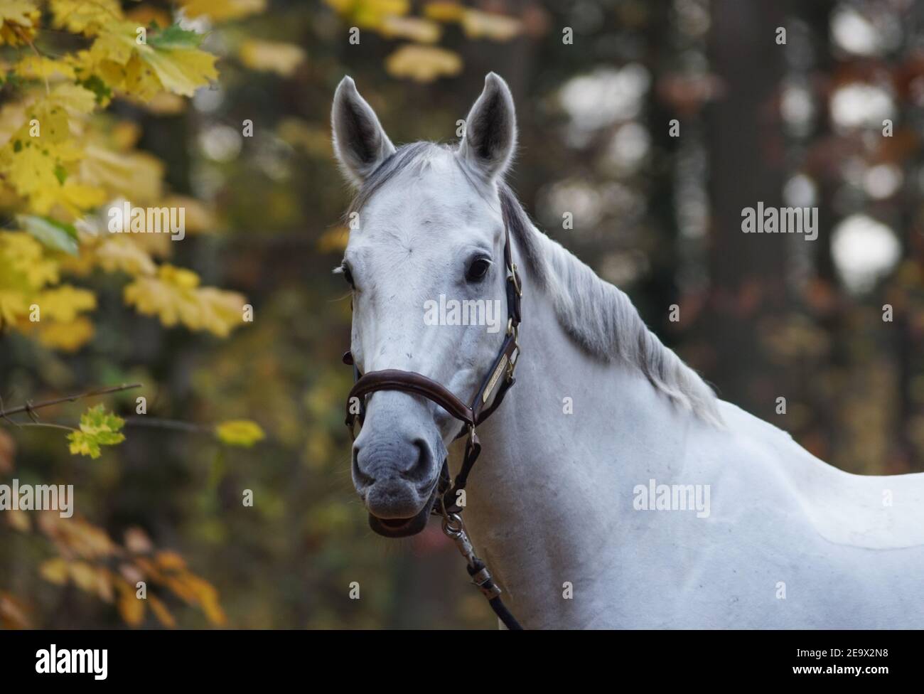 white horse portrait in autumn forest Stock Photo