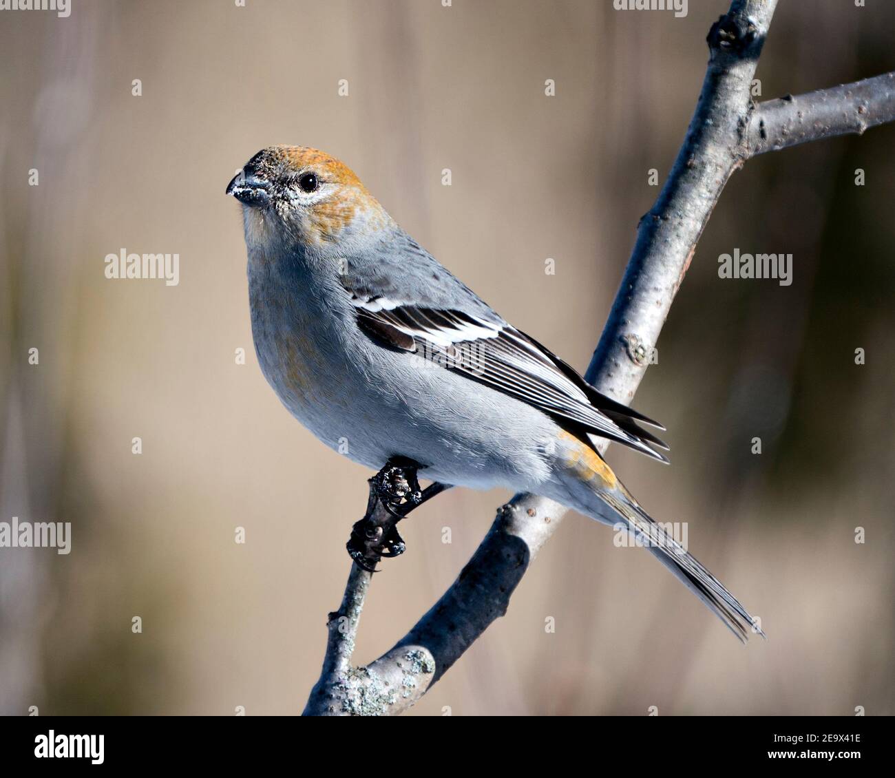 Pine Grosbeak close-up profile view, perched  with a blur background in its habitat. Image. Picture. Portrait. Pine Grosbeak Stock Photos. Stock Photo