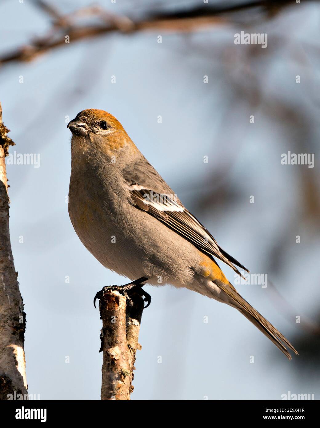 Pine Grosbeak close-up profile view, perched  with a blur background in its environment. Image. Picture. Portrait. Pine Grosbeak Stock Photos. Stock Photo