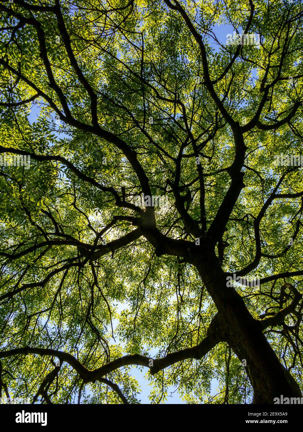 View looking up at the branches of a tree in full leaf in early summer with the trunk silhouetted. Stock Photo