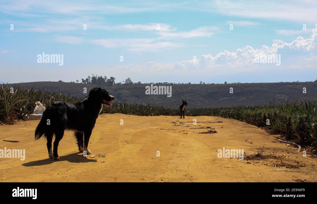 Closeup shot of black German Shepherds walking on a path surrounded by