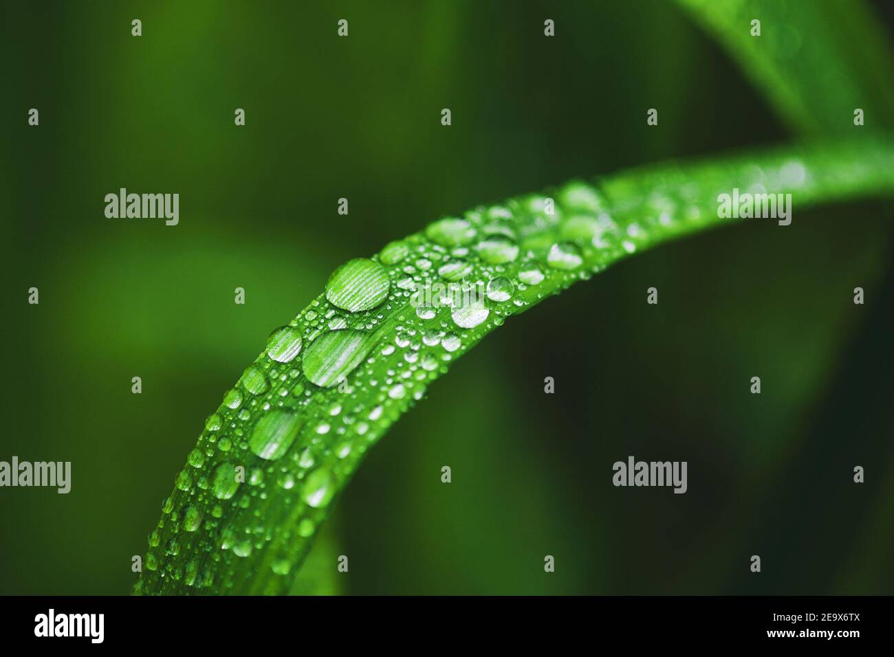 Dew on blade green hi-res stock photography and images - Alamy