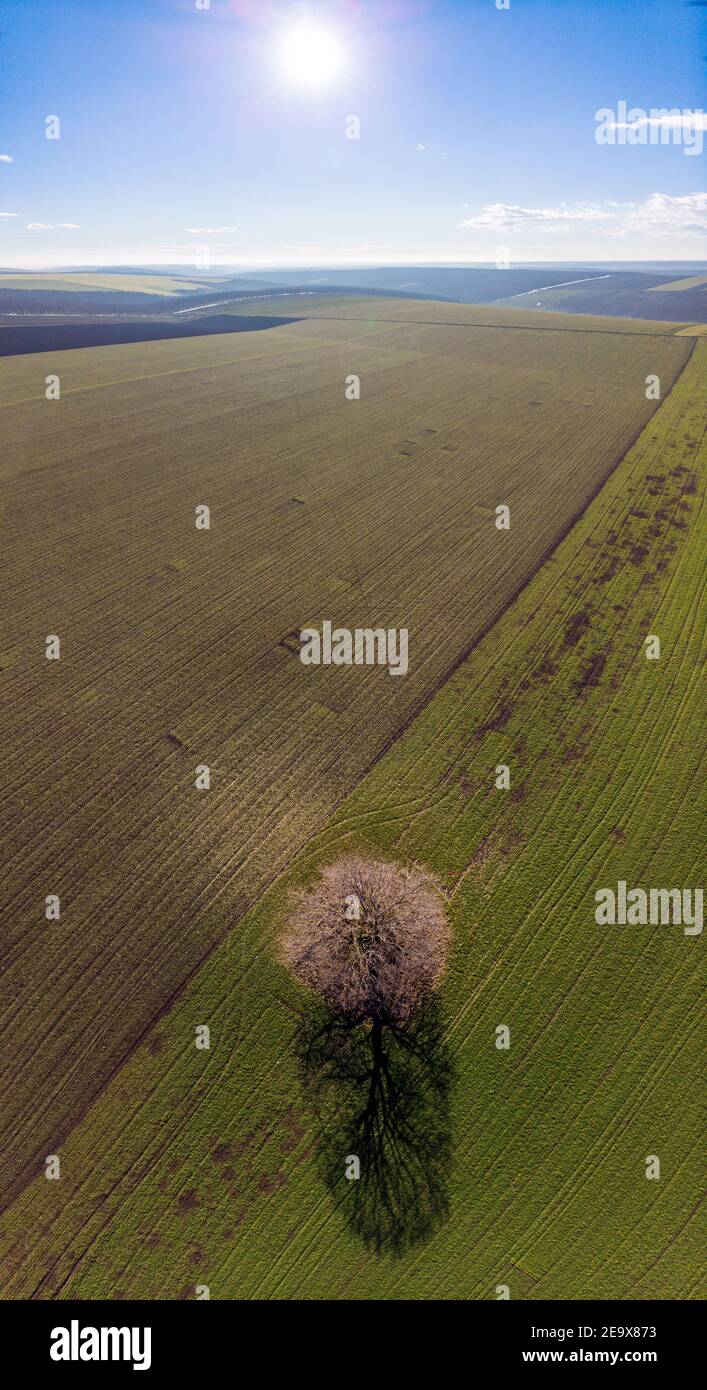 Aerial photography of a lonely tree in a green field on a sunny summer ...