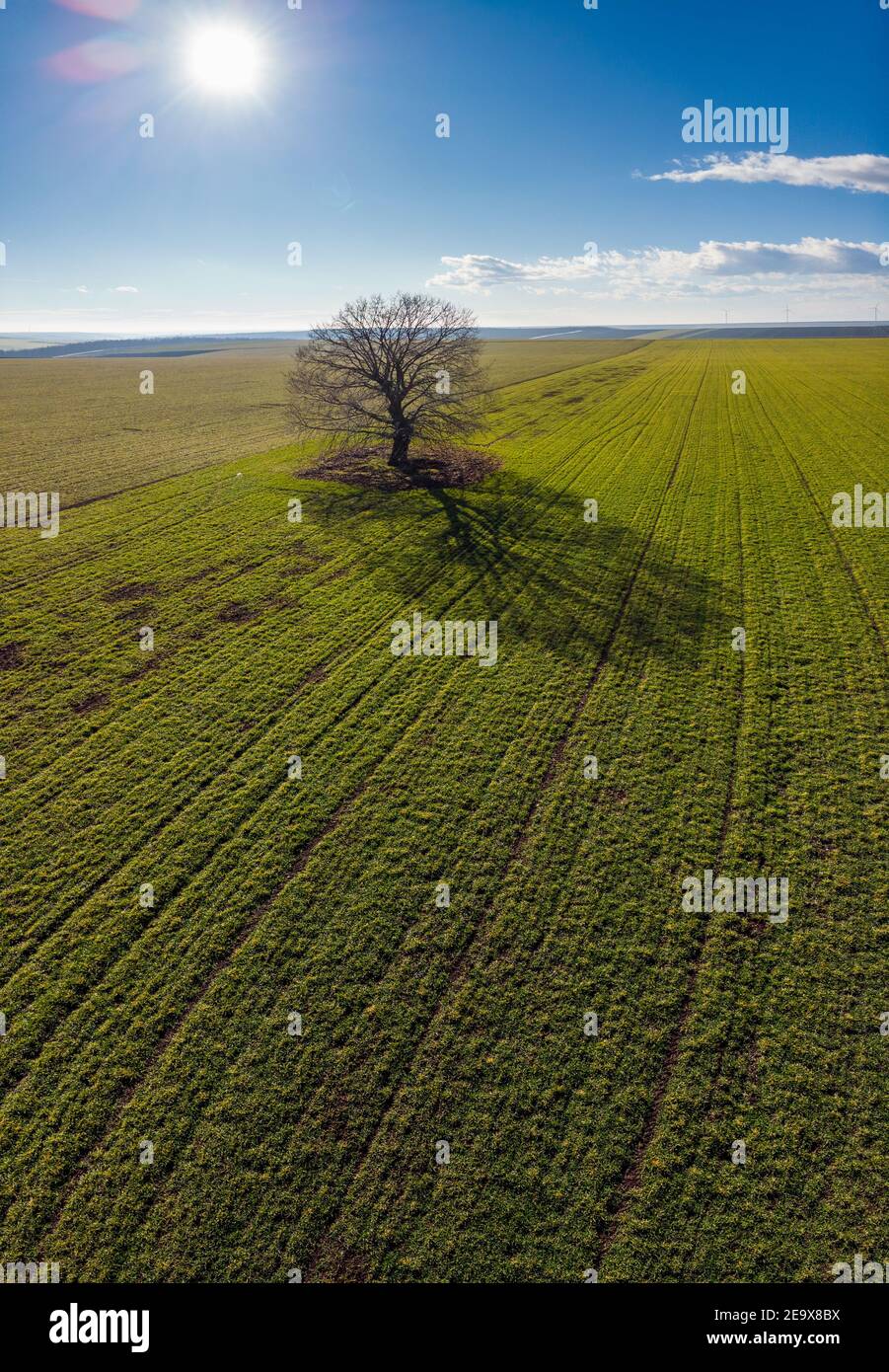 Aerial photography of a lonely tree in a green field on a sunny summer ...