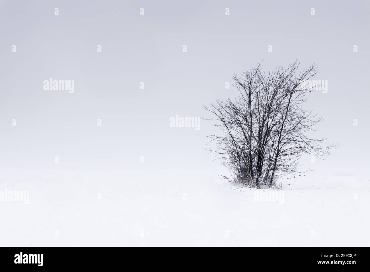 Lonely tree in the middle of a field covered with snow in winter Stock Photo