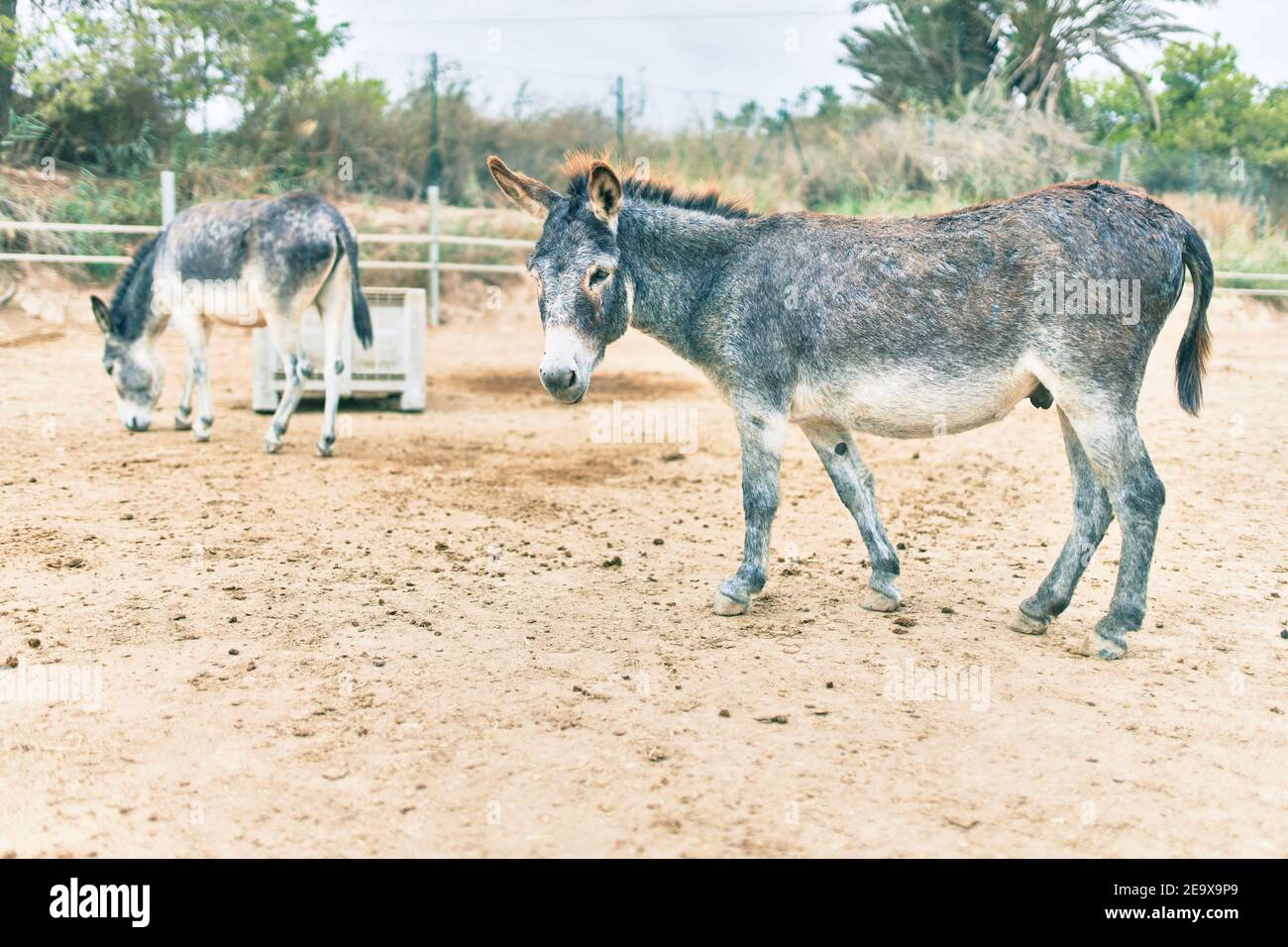 Group of donkeys walking at the farm Stock Photo Alamy