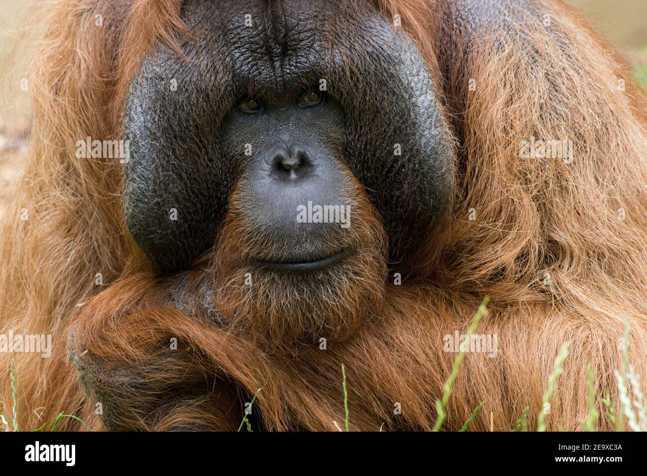 A Male Bornean Orangutan Stock Photo