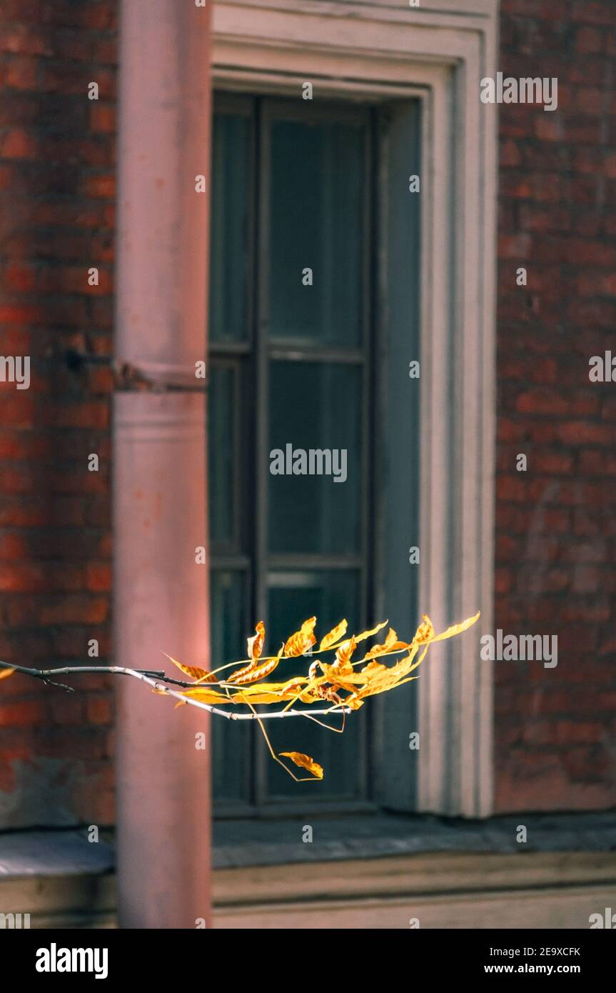 Branch of tree with yellow leaves in autumn against building window Stock Photo