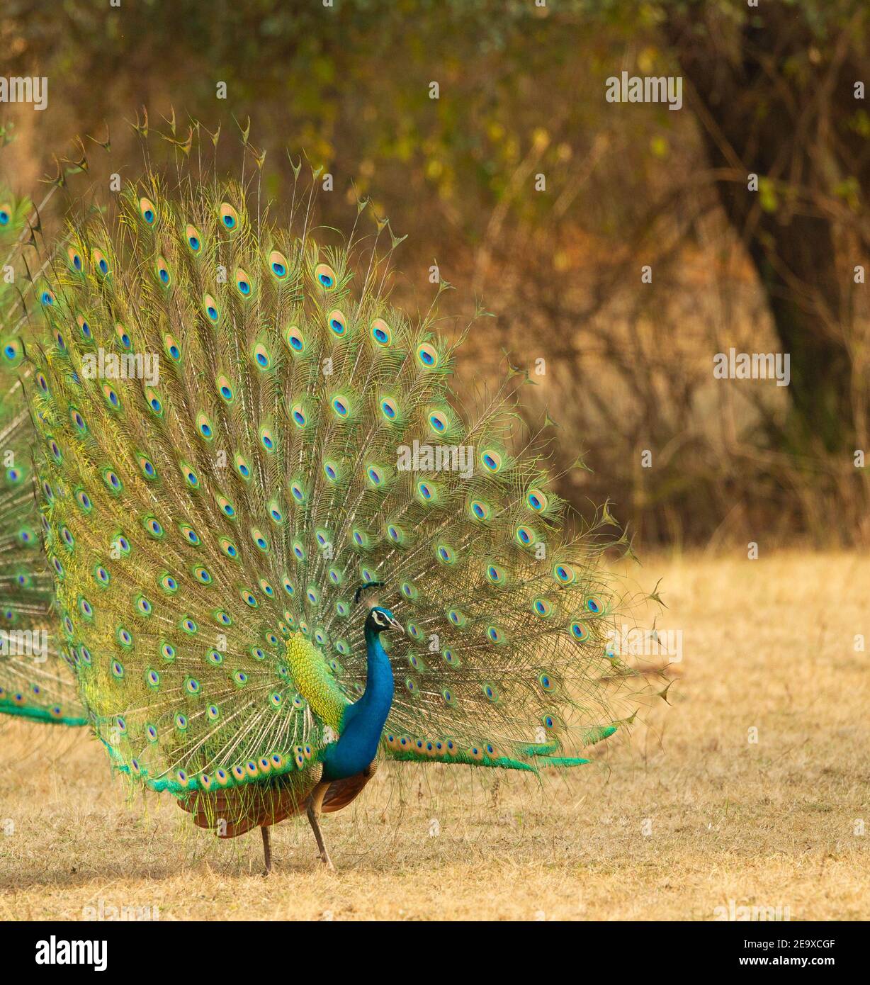 Indian Peafowl (Pavo cristatus) Stock Photo