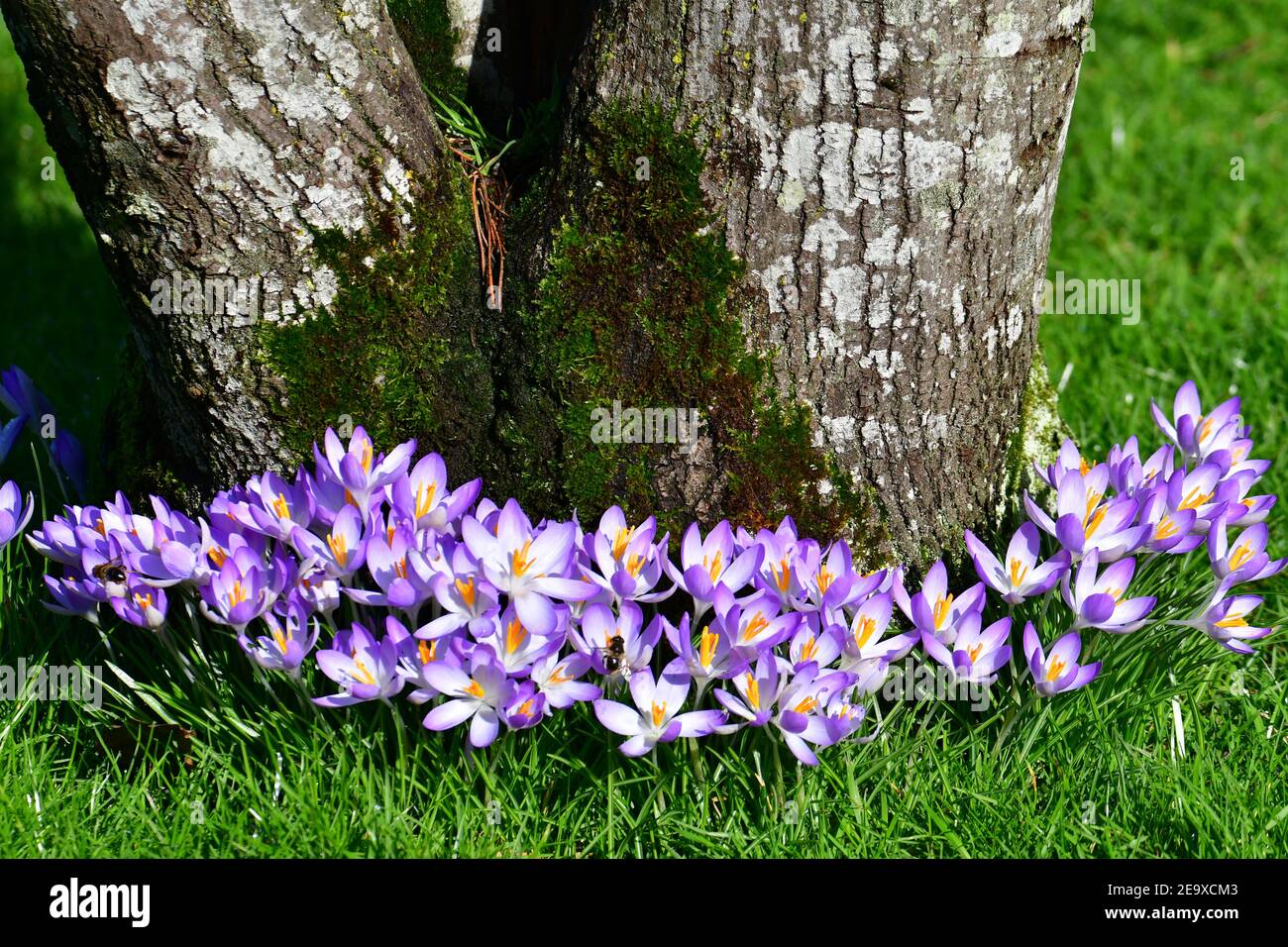 Wells Somerset, UK. 06th Feb, 2021. On a very suuny and mild day in Wells at the Bishops Palace, Crocus and Snowdrops are seen Full Bloom in Their Arboretum Gardens. Picture Credit: Robert Timoney/Alamy Live News Stock Photo