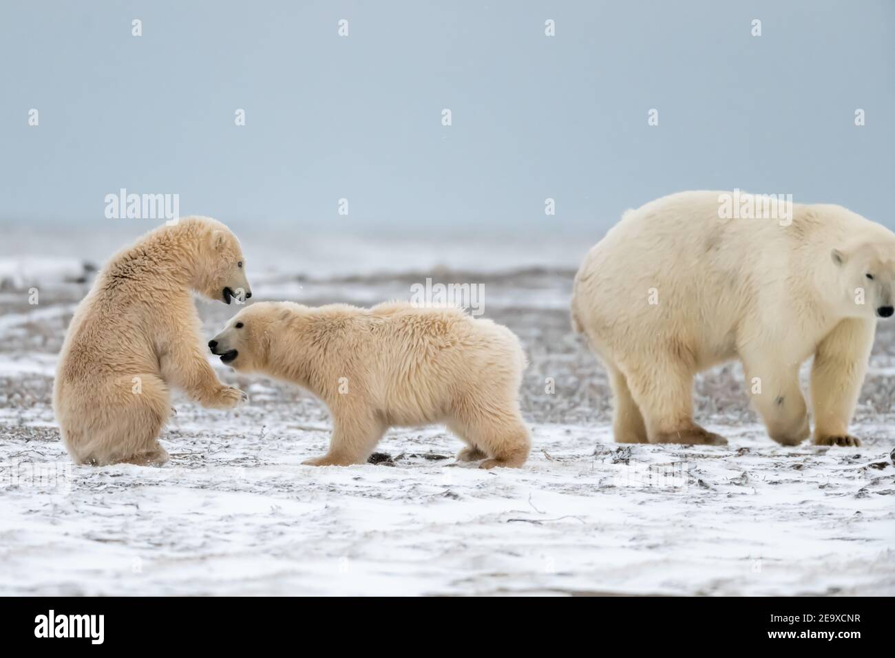 Playful Polar Bear Ursus Maritimus Cubs In The Snow In The Arctic