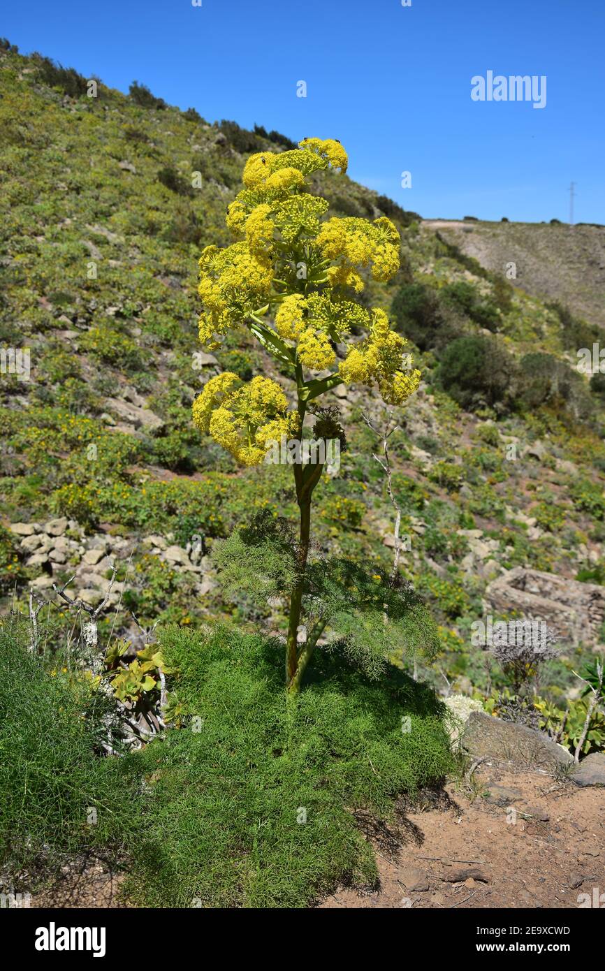 Giant fennel (Ferula) in the valley of the 1000 palms near Haria. Lanzarote, Spain. Stock Photo
