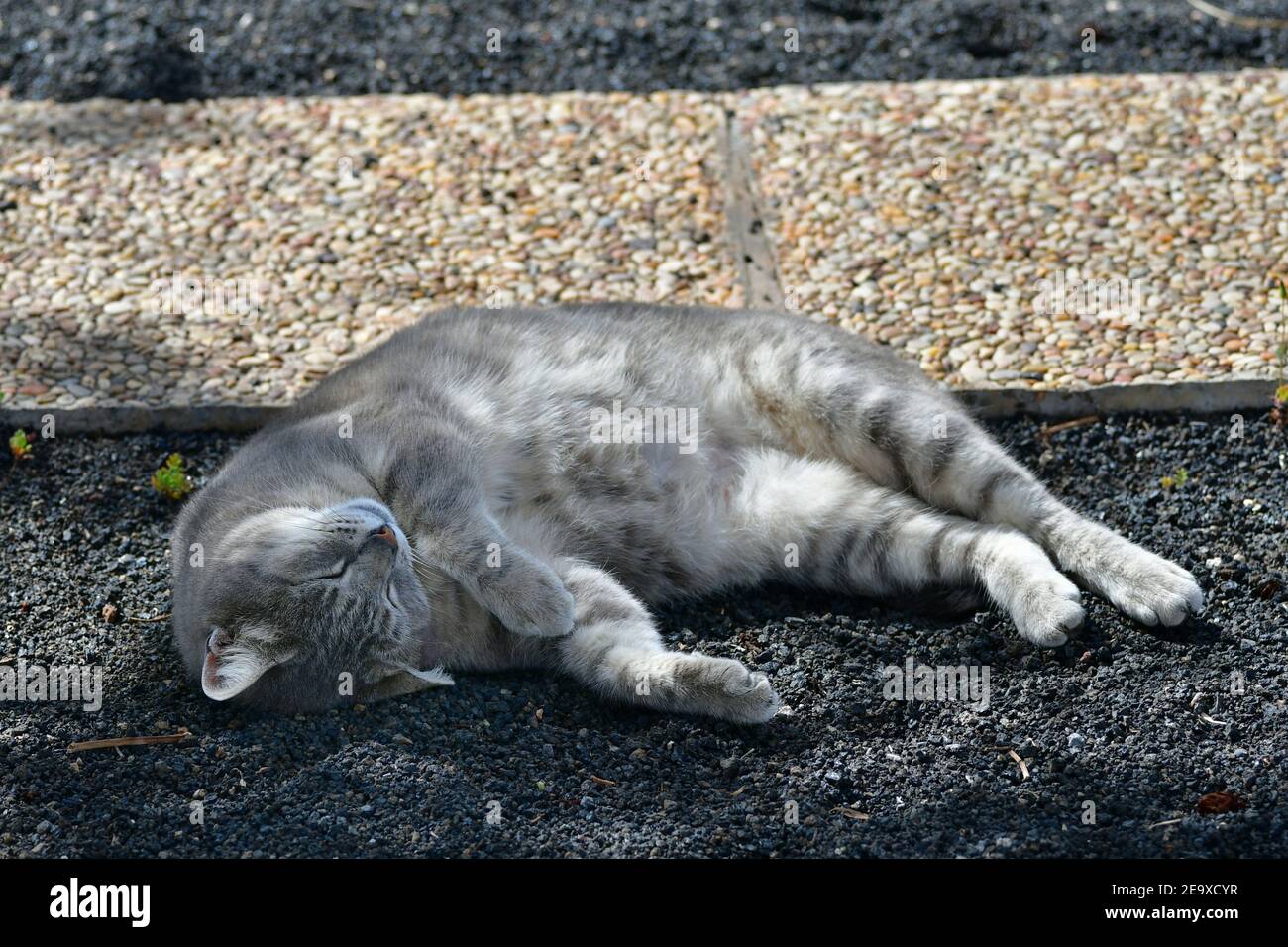 A cute tabby lying on the side and sleeping in the morning sun. She lies in small lava stones called lapilli. Lanzarote, Spain. Stock Photo