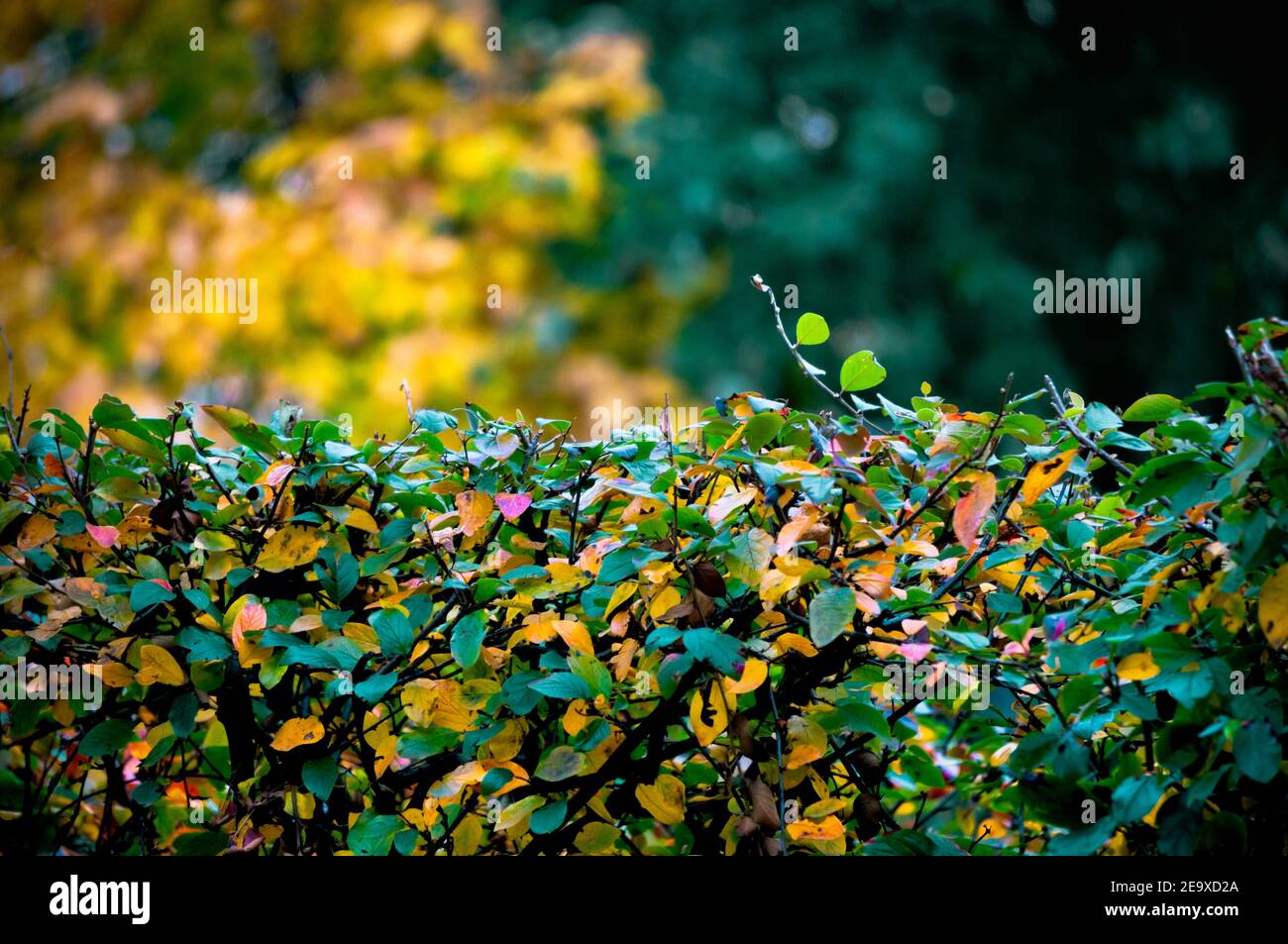 Background of neatly manicured bushes covered with colorful leaves in autumn Stock Photo