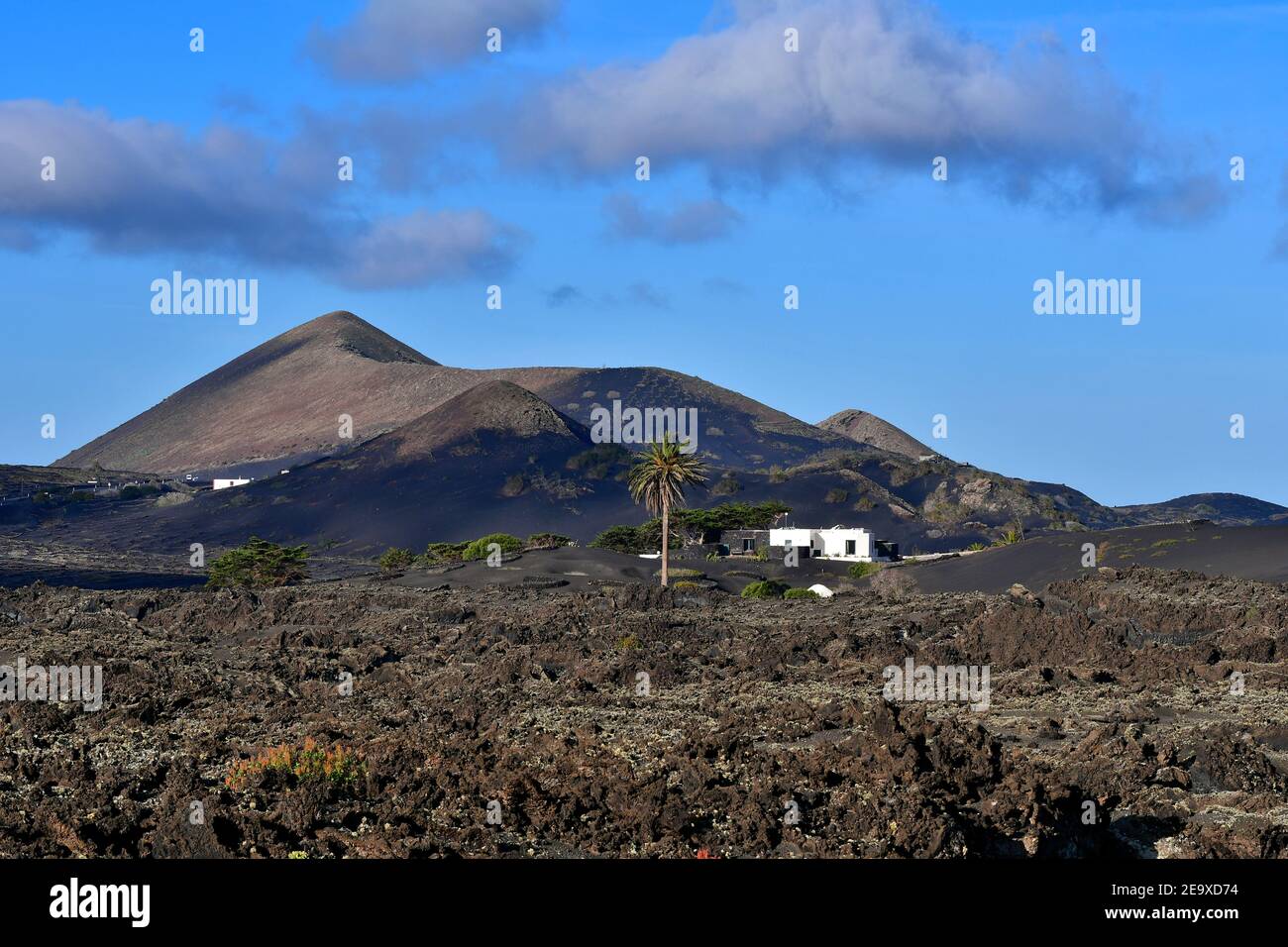 Beautiful volcanic landscape with a white house and a palm tree in front. Lanzarote, Canary Islands, Spain. Image taken from public ground. Stock Photo
