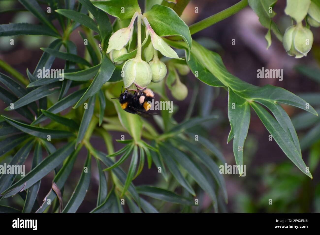 A white-tailed bumble bee gathers nectar from stinking hellebore plant It is a social insect that makes honey chewing pollen mixing it with its saliva Stock Photo