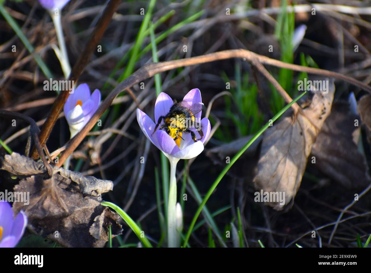 A buff-tailed bumble bee pollinates crocus in the garden Croci provide valuable food source for early insects and naturalise well in lawns and borders Stock Photo