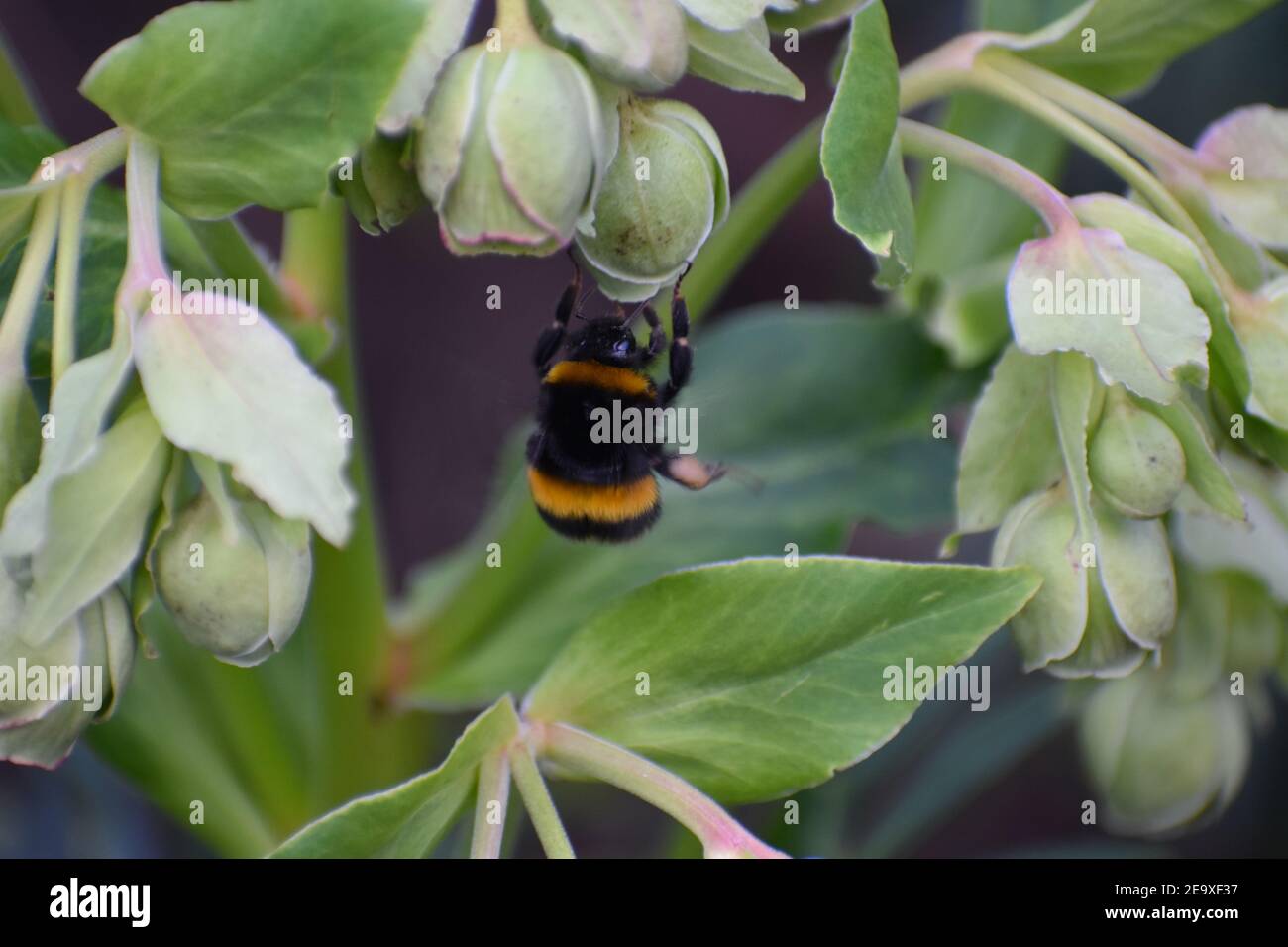 A bumblebee foraging on stinking hellebore Bee is a flying insect collecting nectar and pollinating plants It is yellow and black with a distinct buzz Stock Photo