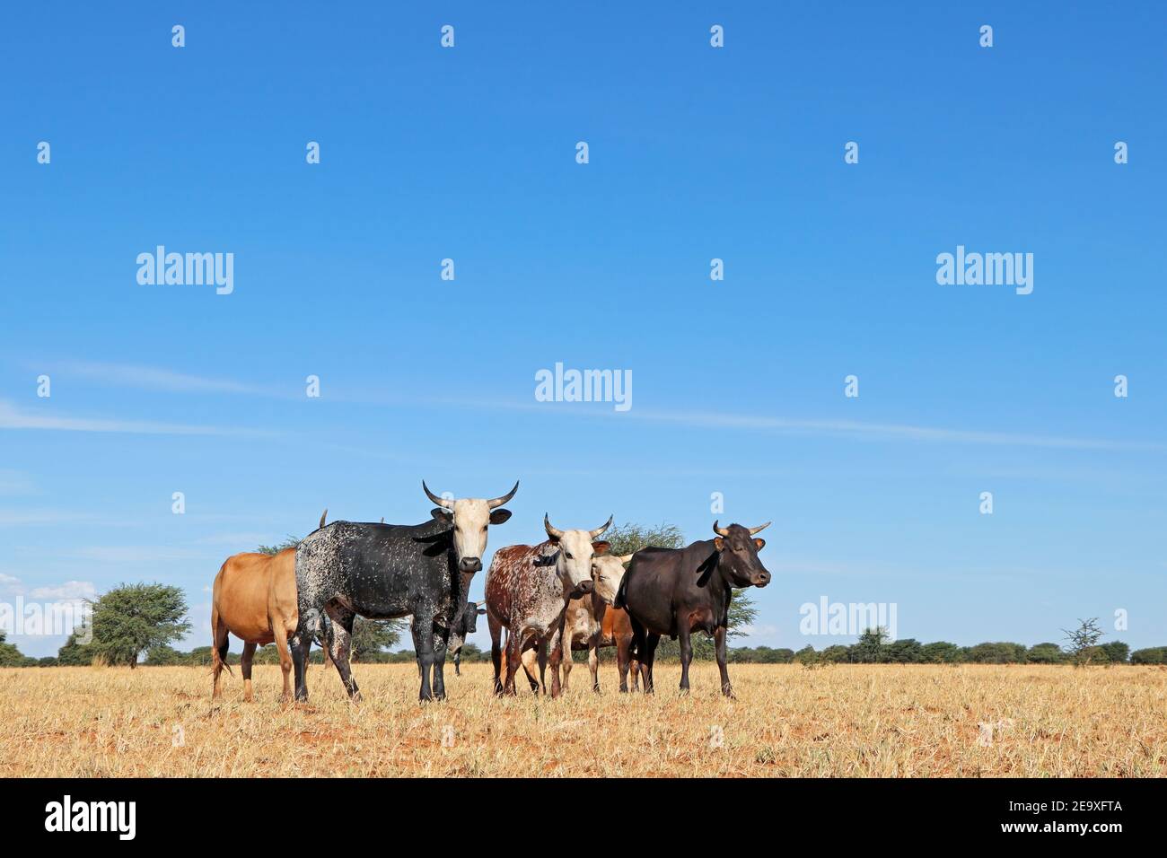 Free-range nguni cattle in grassland on a rural farm - South Africa Stock Photo