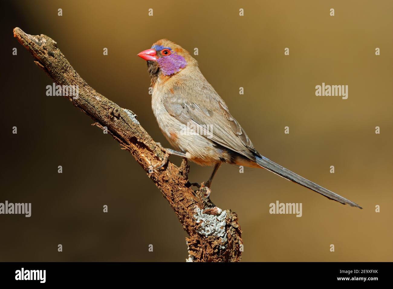 A female violet-eared waxbill (Uraeginthus granatinus) perched on a branch, South Africa Stock Photo