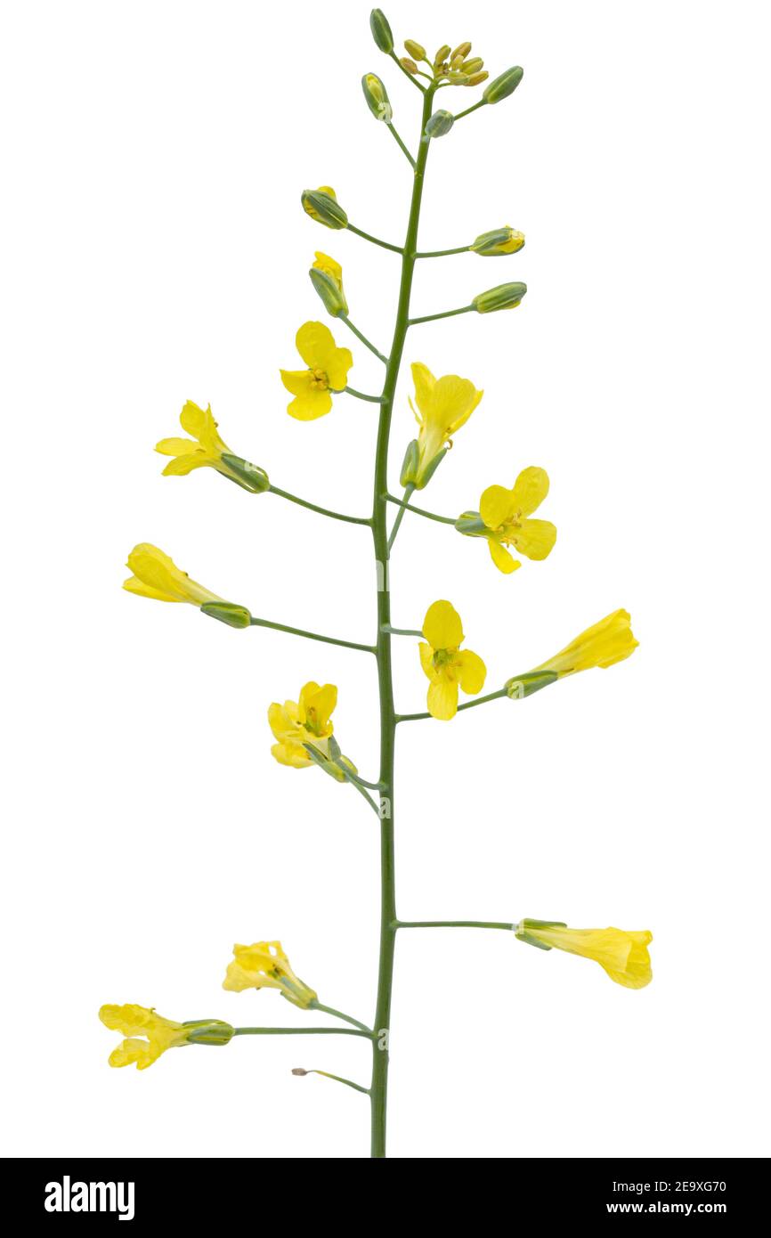 Yelliw flowers of cabbage, isolated on white background Stock Photo