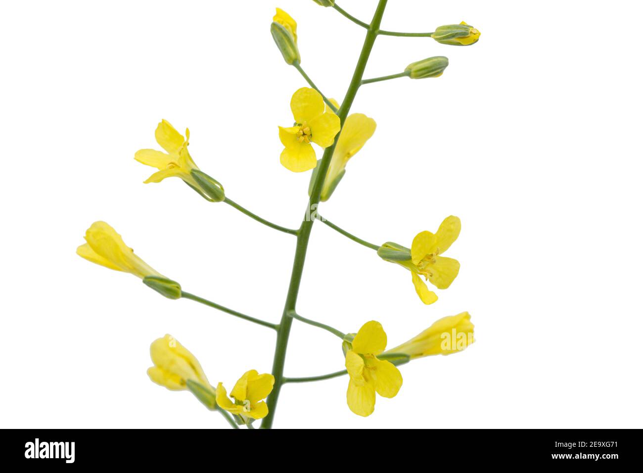 Yelliw flowers of cabbage, isolated on