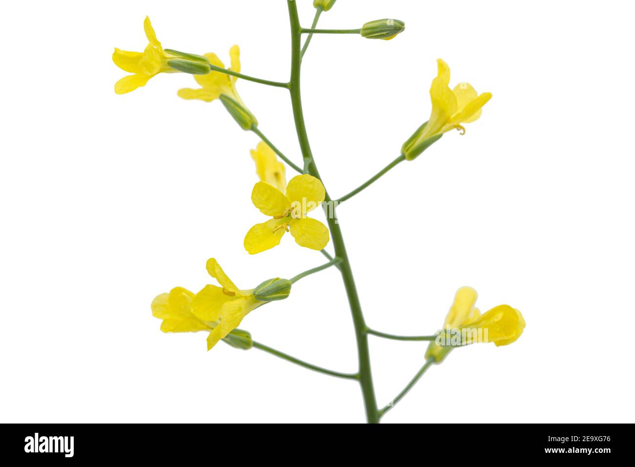Yelliw flowers of cabbage, isolated on