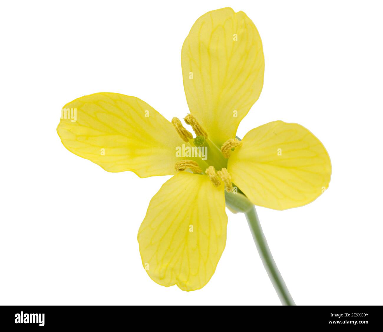 Yelliw flowers of cabbage, isolated on white background Stock Photo - Alamy