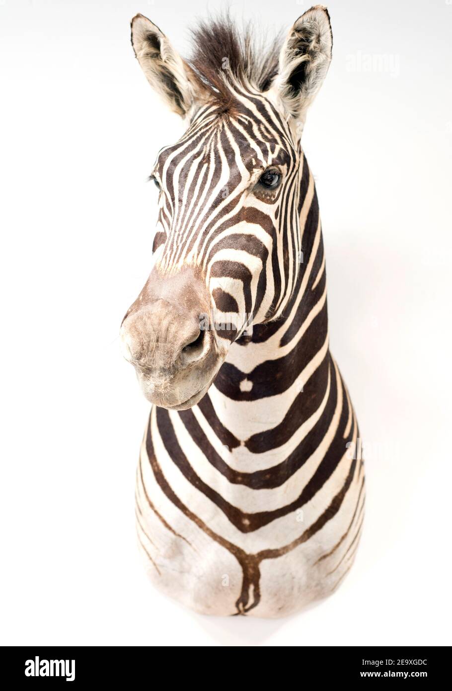 Wilde Nummer auf Zebrasofa Wilde Nummer auf Zebrasofa