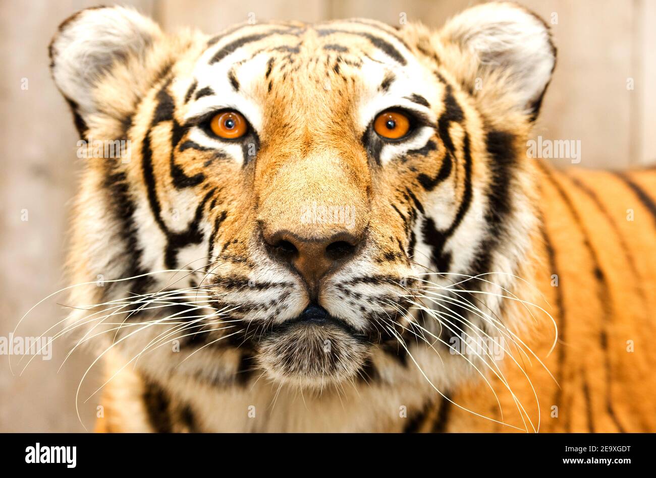 STILLS, WILD ANIMAL, ART OF NATURE Stock Photo - Alamy