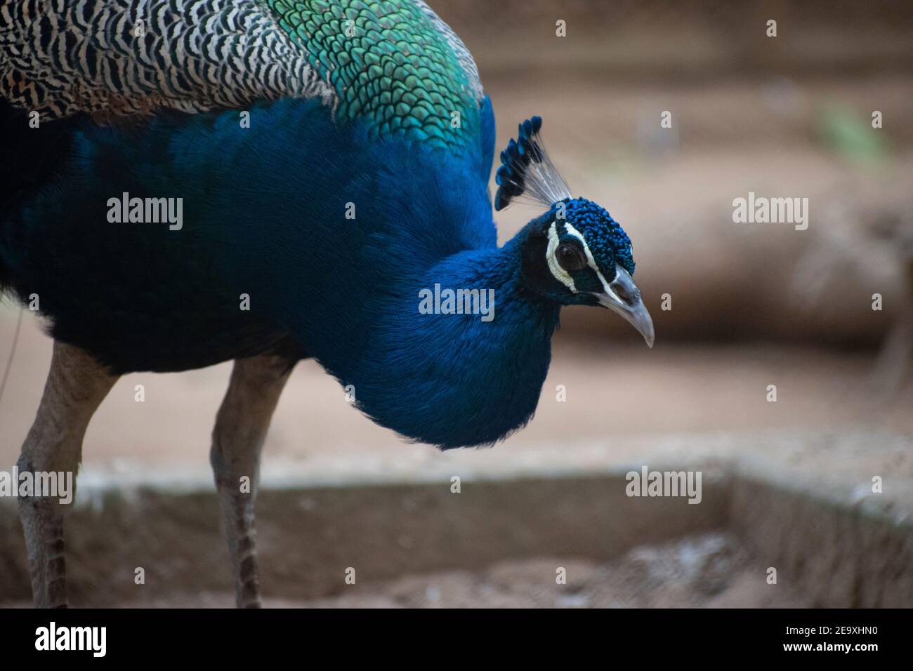 Pavo is a genus of two species in the pheasant family. The two species, along with the Congo peacock, are known as peafowl. Stock Photo