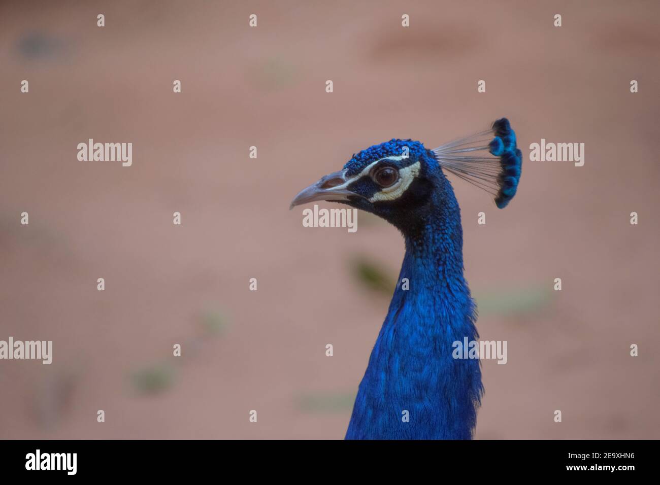 Pavo is a genus of two species in the pheasant family. The two species, along with the Congo peacock, are known as peafowl. Stock Photo