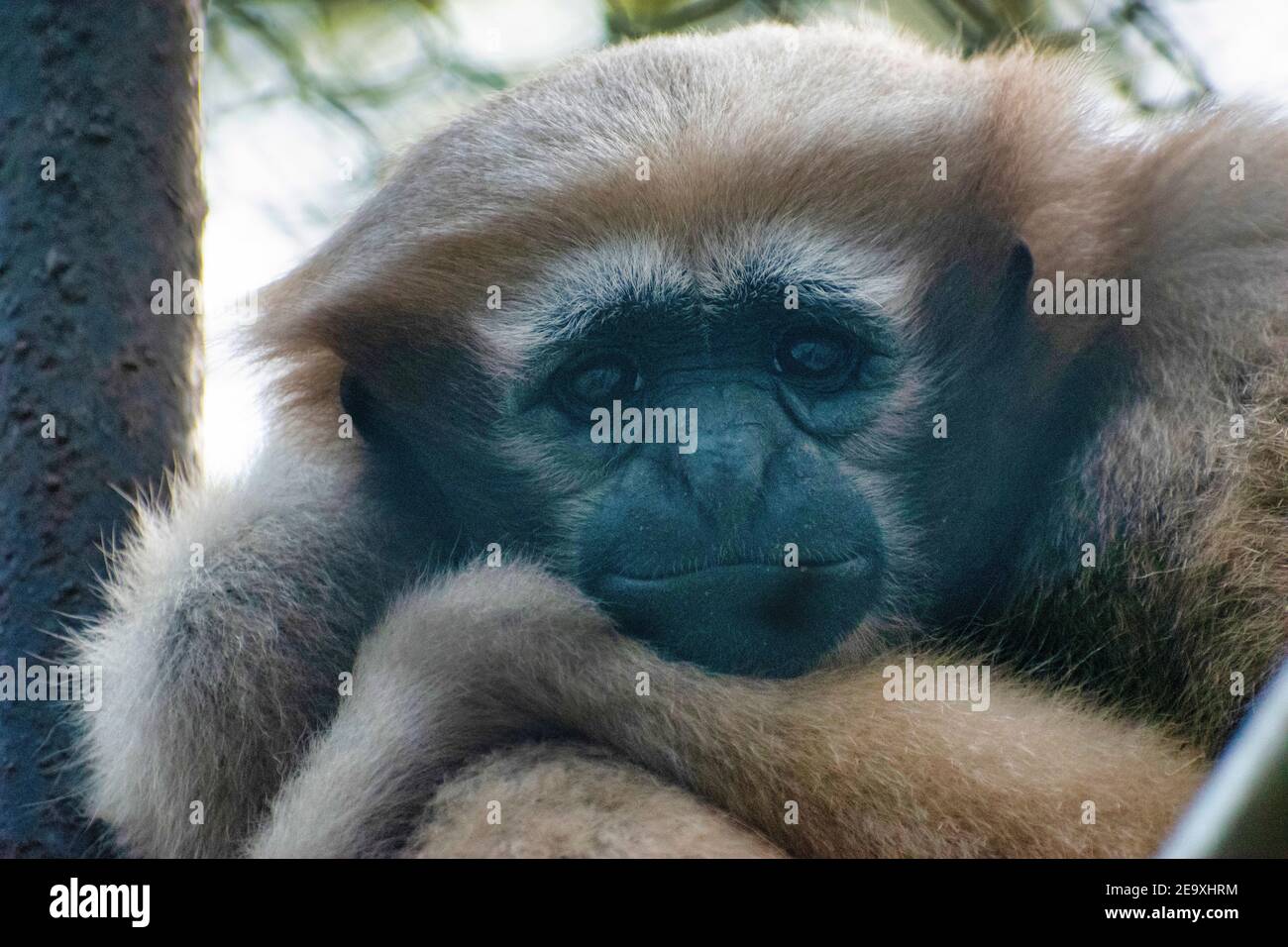 Emotion of a cute monkey. Sad monkey. Stock Photo