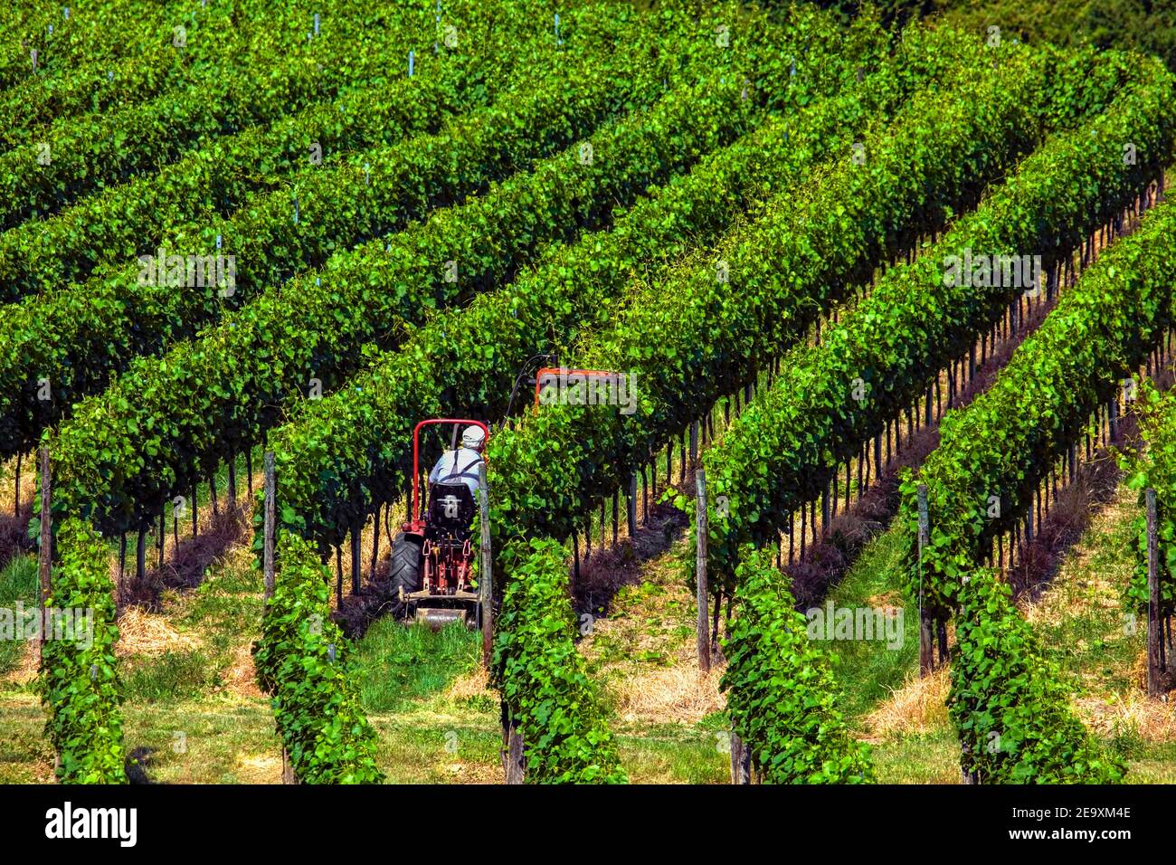 Vintner with machine pruning, Kaiserstuhl, Black Forest, Baden-Württemberg, Germany Stock Photo