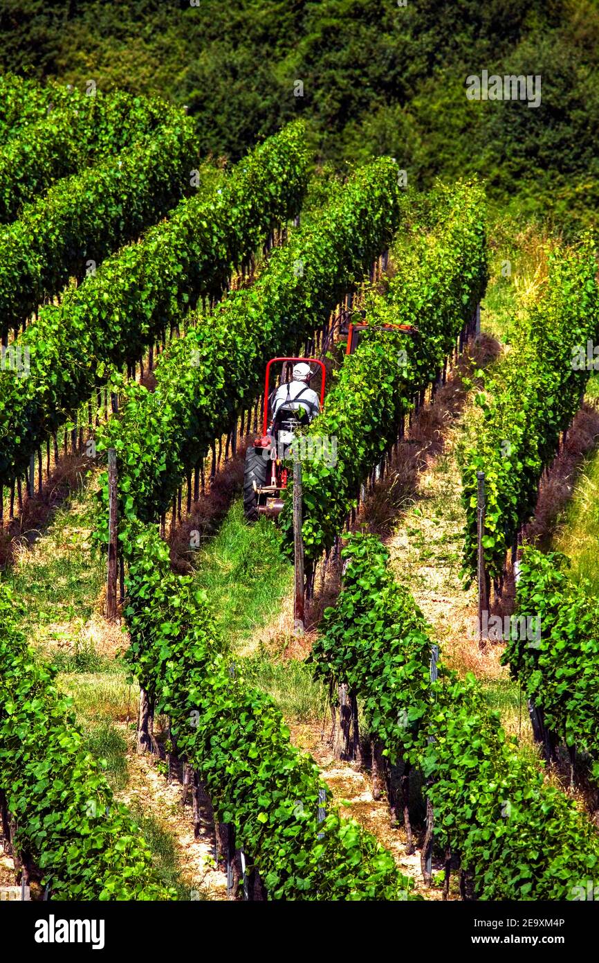 Vintner with machine pruning, Kaiserstuhl, Black Forest, Baden-Württemberg, Germany Stock Photo