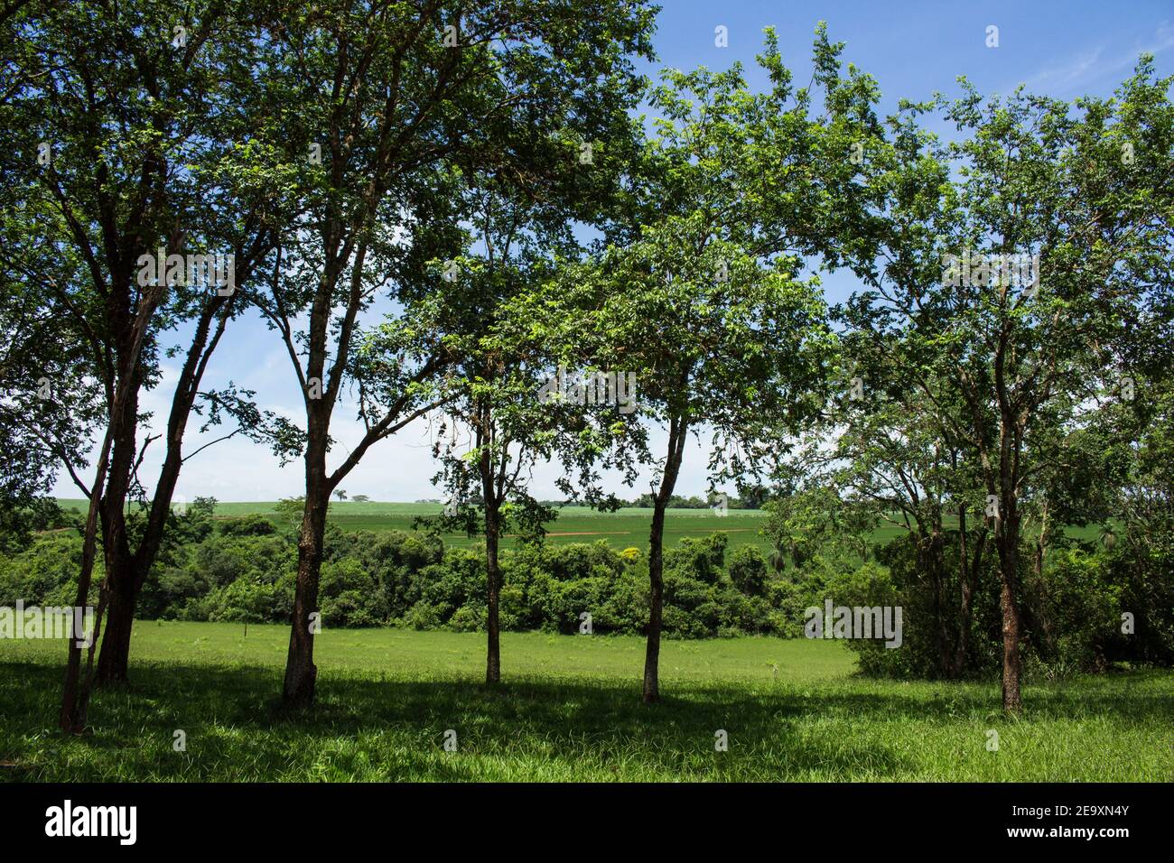 Typical vegetation of the interior of the State of São Paulo; Green pasture with trees Stock Photo