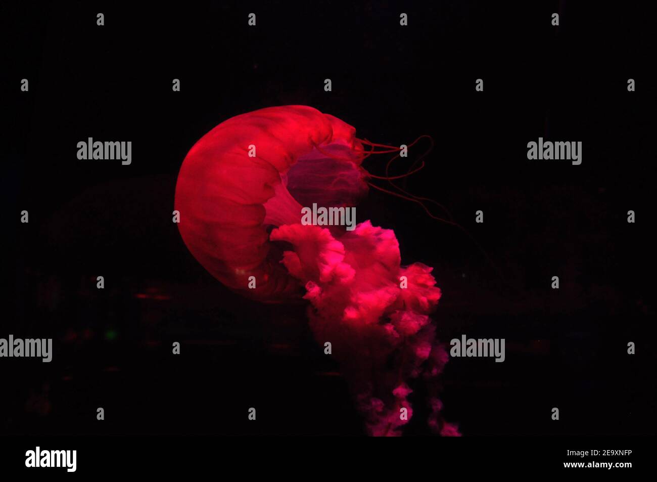Swimming majestic jellyfish of bright red color on black background ...
