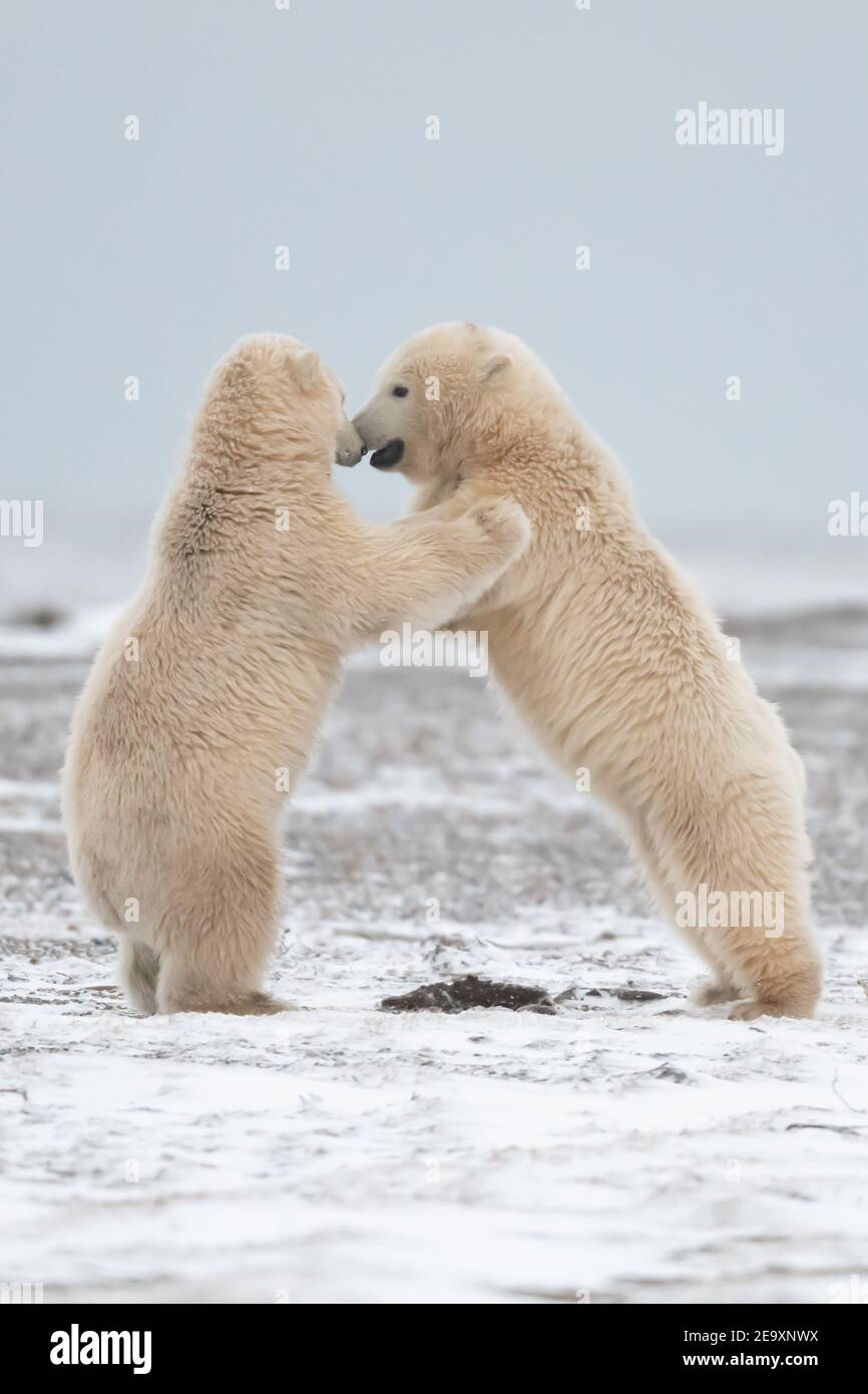 Playful Polar Bear Ursus Maritimus Cubs In The Snow In The Arctic
