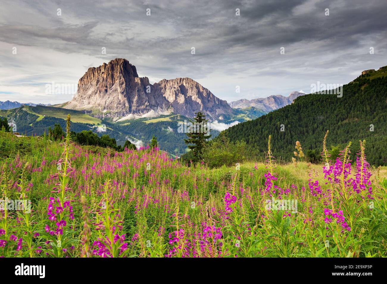 Flowering of Epilobium angustifolium flowers. Val Gardena alpine valley. Sassolungo and Sassopiatto mountain peaks. The Dolomites. Italian Alps. Stock Photo