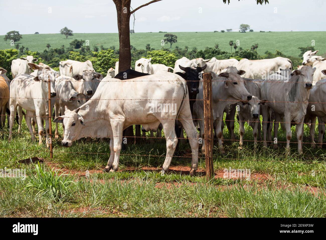 Herd of white cows and black cattle grazing and looking around attentively Stock Photo